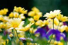 تشرف سیدمهدى قزوینى(ره)